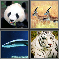 一级保护动物_看图拼字答案及图片